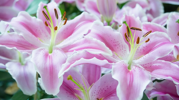 Pink lily in the garden, Lily joop flowers, Lilium oriental joop.