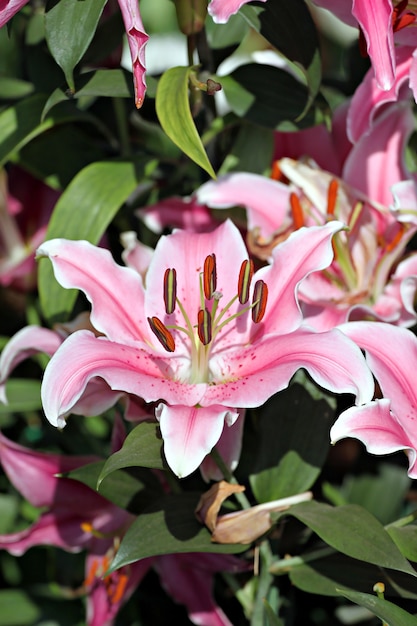 Pink Lily in the garden.