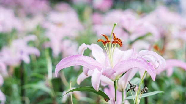 Pink lily in the garden