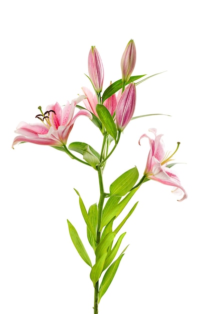 Pink lily isolated on white background