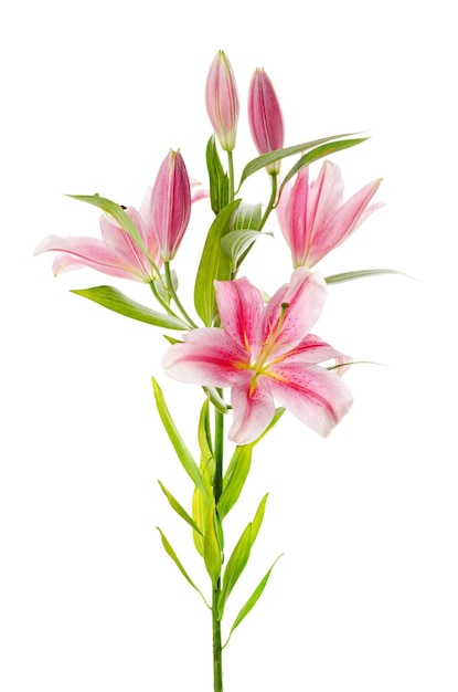 Pink lily isolated on white background