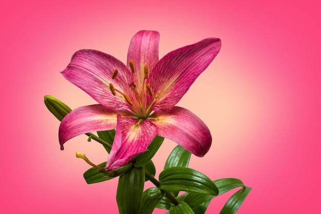 Pink lily on a pink background