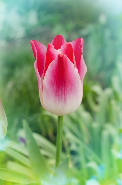 Photo pink lily shaped tulips pink lily shaped tulips whispering dream