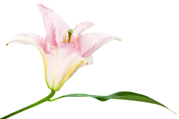 Photo pink lily