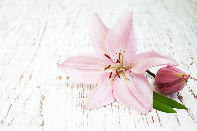 Pink lily