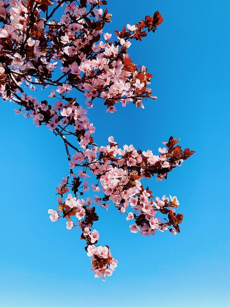 Pink little blossums