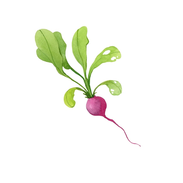 Pink little radish with big leaves isolated on white background