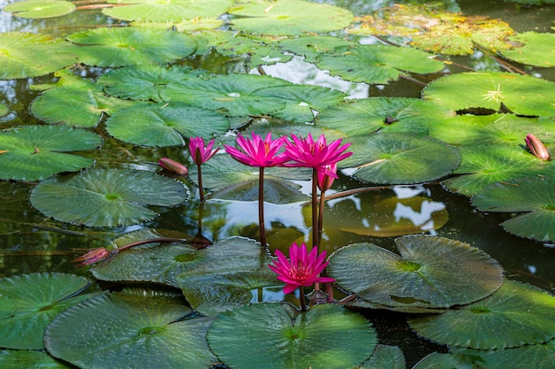 ピンクの蓮、タイの池の美しい花蓮の花が水に映る