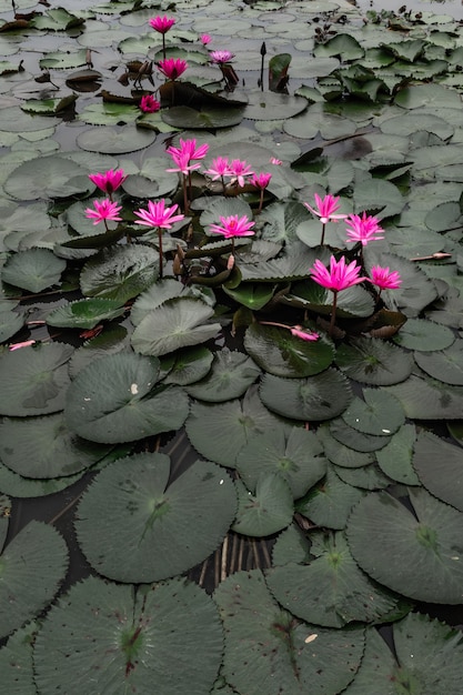 Pink lotus beautiful