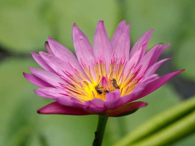 pink lotus and bee inside 