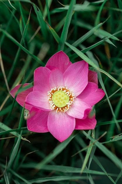 Pink lotus bloom in lotus pond
