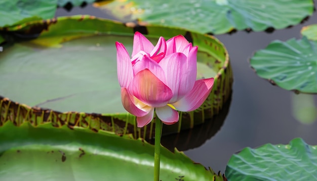 Photo pink lotus blooming in the pond
