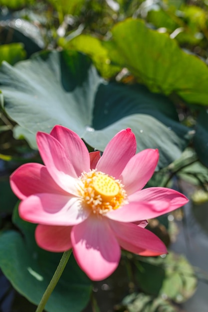 ピンクの蓮の花のクローズアップ池に咲く睡蓮の花