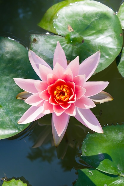 Pink lotus blossom with morning sunlight.