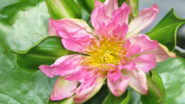 Pink lotus blossoms or water lily flowers