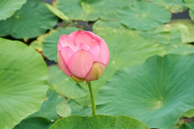 A pink lotus bud blooming on lake. Beautiful summer landscape