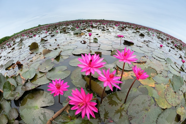Pink Lotus flower beautiful in lagoon