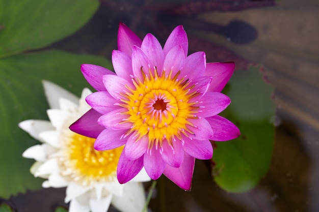 Pink Lotus flower beautiful lotus