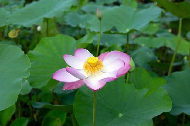 Pink lotus flower blooming in pond with green leaves