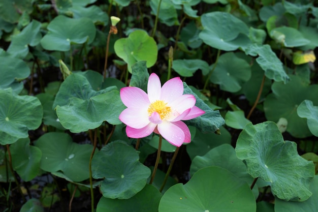 Розовый цветок лотоса цветет в пруду с зелеными листьями