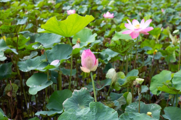 Pink lotus flower blooming in pond with green leaves