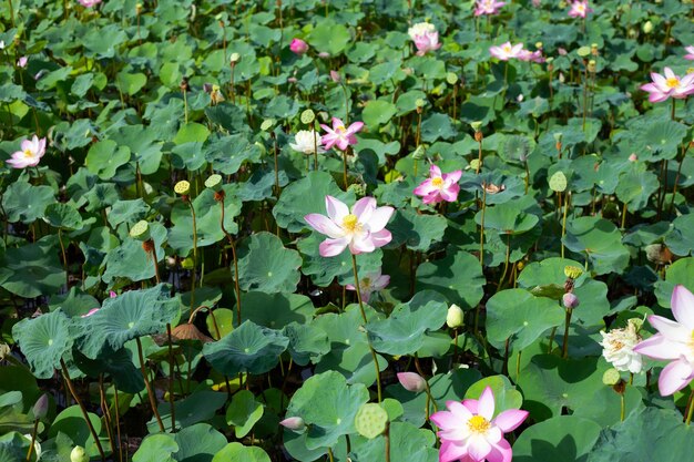 Pink lotus flower blooming in pond with green leaves