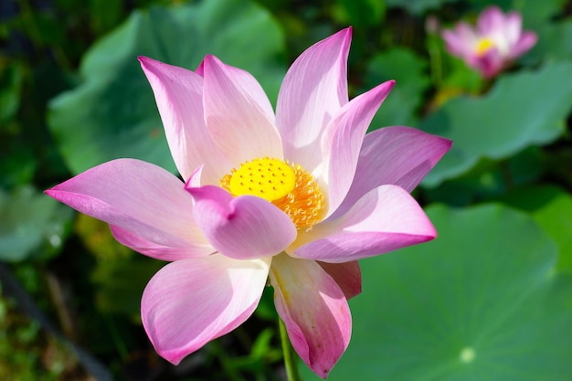 Pink lotus flower blooming in pond with green leaves