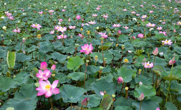 Pink lotus flower blooming in pond with green leaves