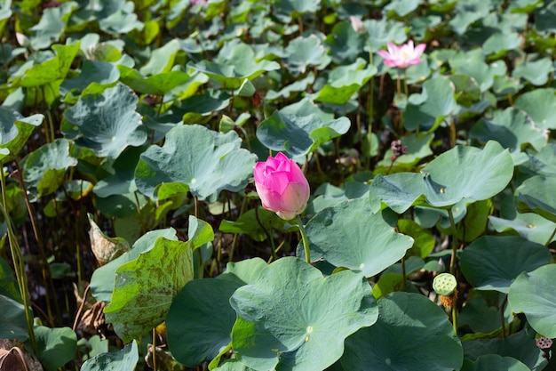 Pink lotus flower blooming in pond with green leaves