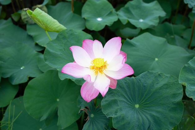 Pink lotus flower blooming in pond with green leaves