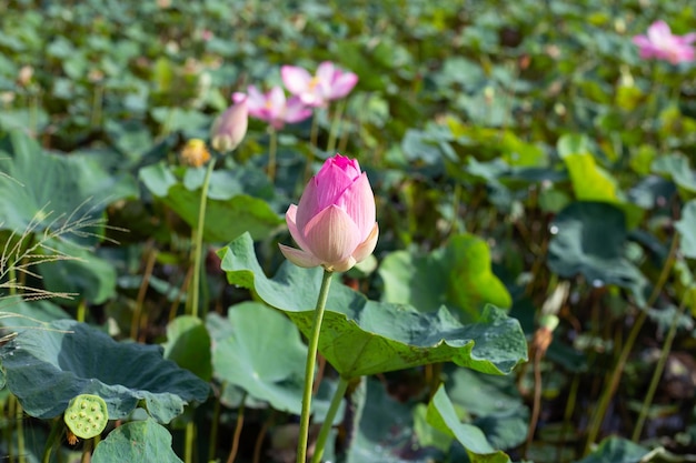 Pink lotus flower blooming in pond with green leaves