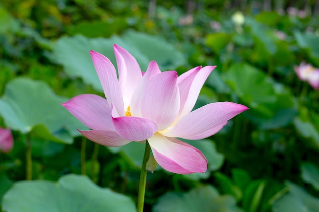 Pink lotus flower blooming in pond with green leaves