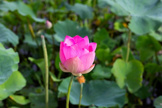 Pink lotus flower blooming in pond with green leaves