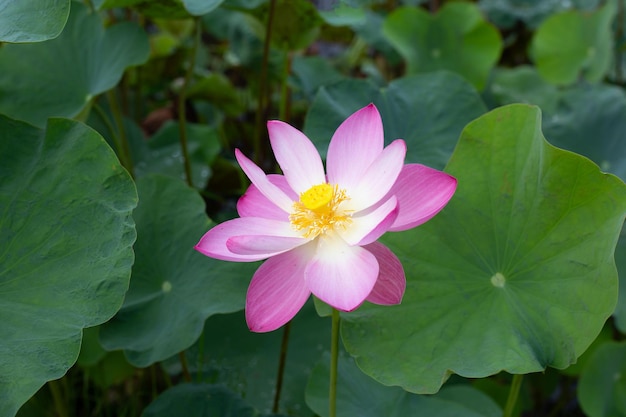 Pink lotus flower blooming in pond with green leaves