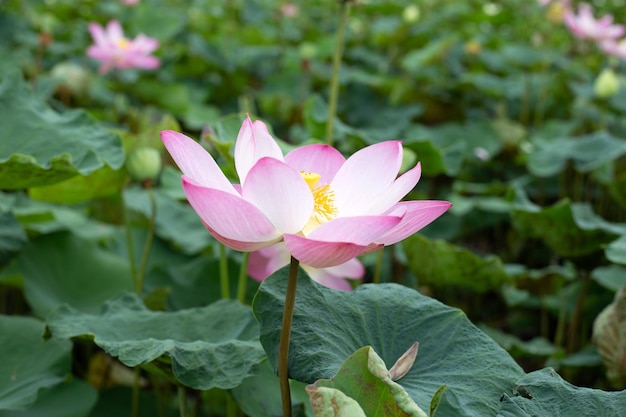 Photo pink lotus flower blooming in pond with green leaves