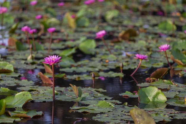 Pink lotus flower blooming in the pond