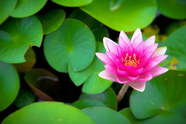 ピンクの蓮の花が咲く