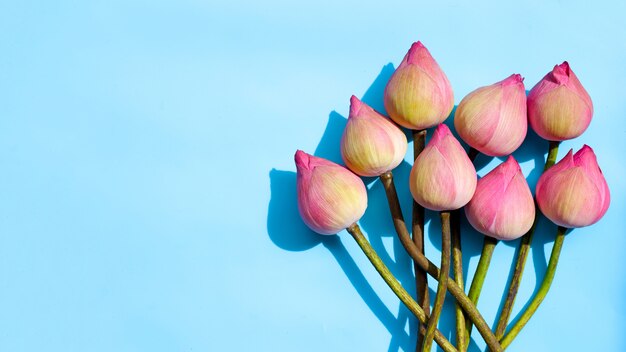 Pink lotus flower on blue.