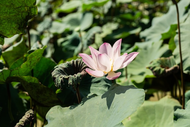 Pink lotus flower on the green leaves at farm