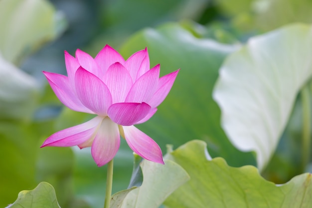 A pink lotus flower on a green lotus leaf background