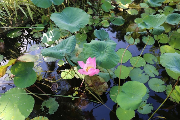 A pink lotus flower is surrounded by leaves and water.