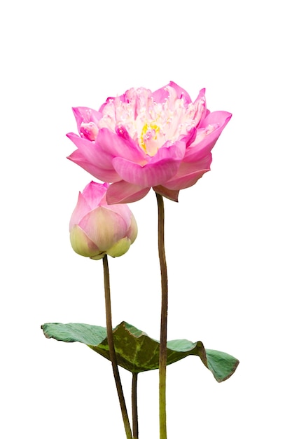 Photo pink lotus flower isolated on white background