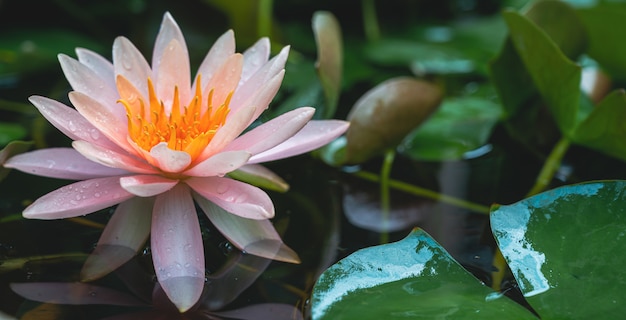 池のピンクの蓮の花をクローズアップ