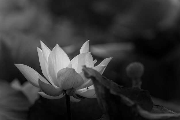 Pink lotus flower in pond of Thailand