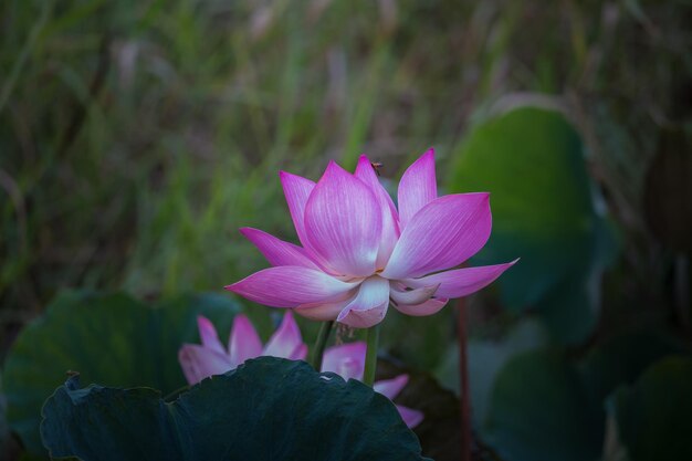 Pink lotus flower in pond of Thailand