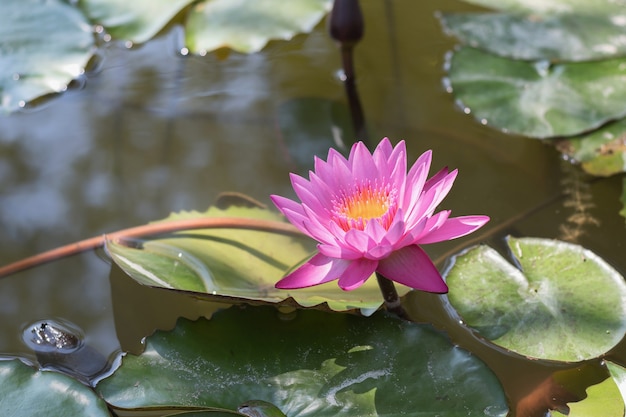 Pink lotus flower in pond