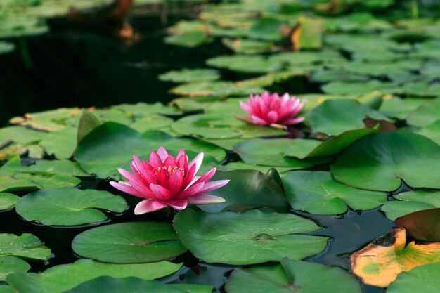 연못에 핑크 연꽃