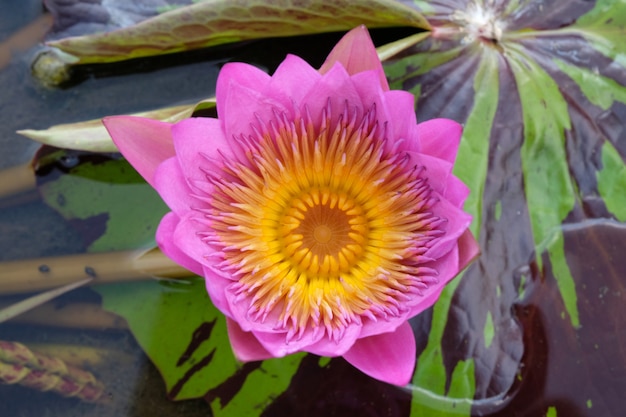 연못에 핑크 연꽃