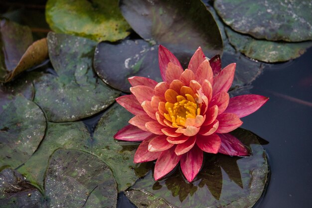 Pink lotus flower between water lilies