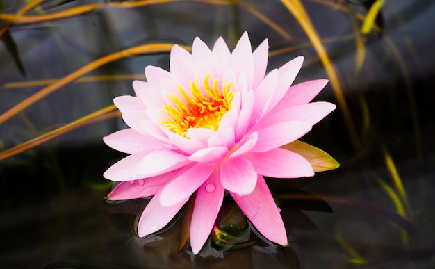 Pink lotus flower, water lily beautiful is blooming in the pond.